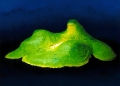 Entspannte grüne Gaia. 290 x 190 x 88 cm, Styropor, Textil, Acryl. 2004
